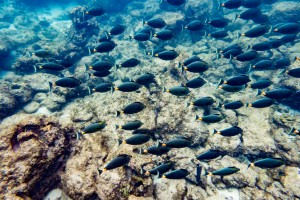 Saltwater Fish   Maui Hawaii 00990